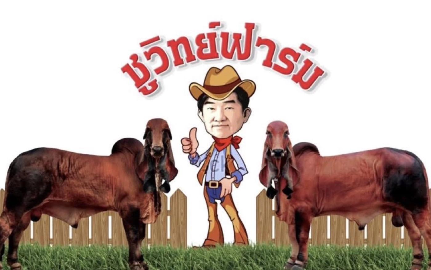 โคบาลอุบลฯ ผู้มีชื่อเสียงด้านการเลี้ยงวัว-ควาย 1000 ตัว