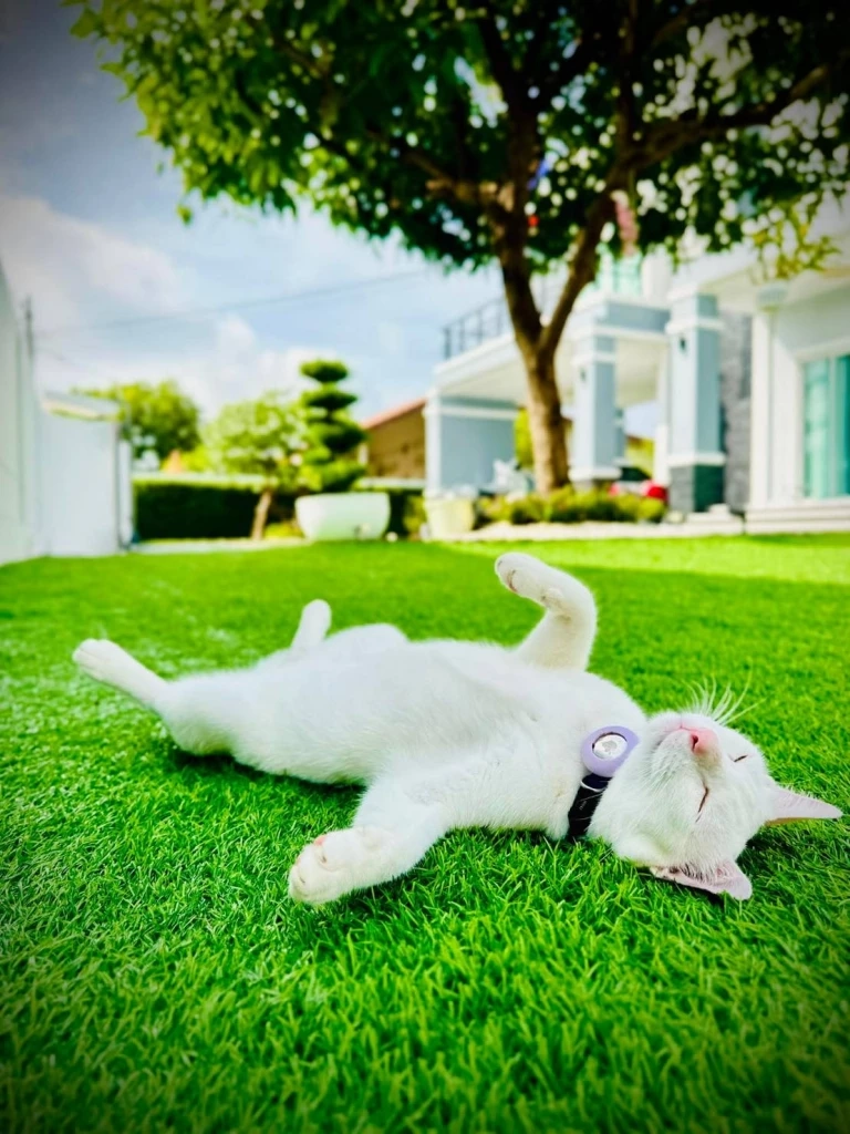 ทาสแมวเฮ! ครม.ไฟเขียว ''5 สายพันธุ์แมวไทย'' เป็นเอกลักษณ์ประจำชาติ