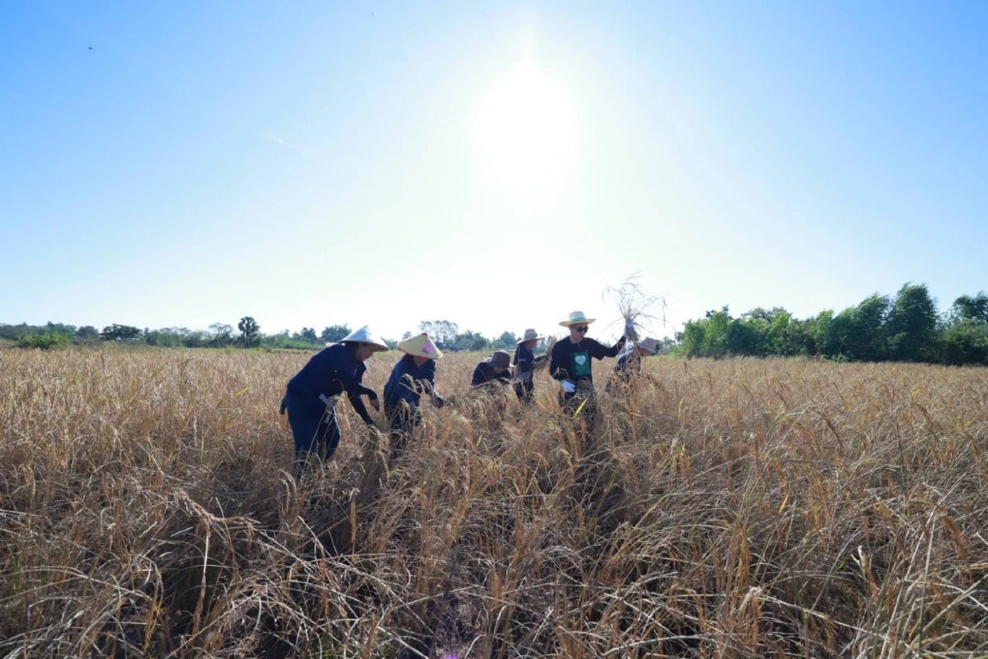 ธ.ก.ส. เปิดตัวโครงการข้าวลดโลกร้อน ลดการปล่อยก๊าซมีเทน