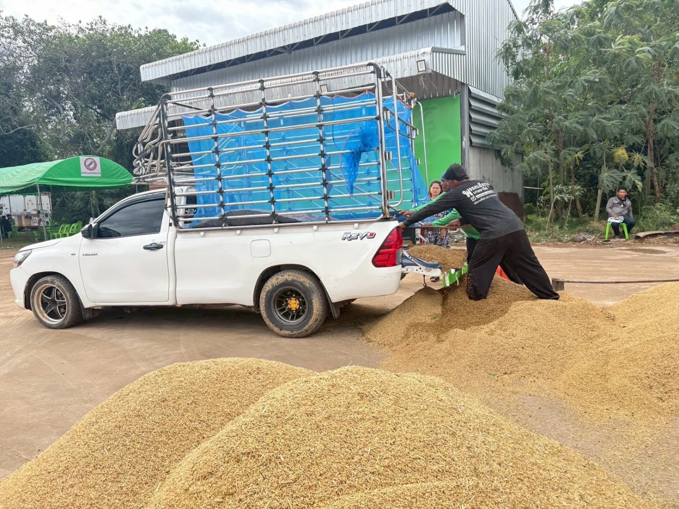 ตลาดข้าวคึกคัก ข้าวหอมดีดแตะ 16,000 บาท/ตัน รับมาตรการ นบข.