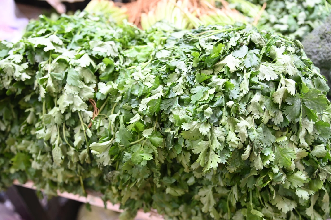 พาณิชย์สั่งตรึงราคาผักชีปลายฝน คาดราคาลดลงสัปดาห์หน้า