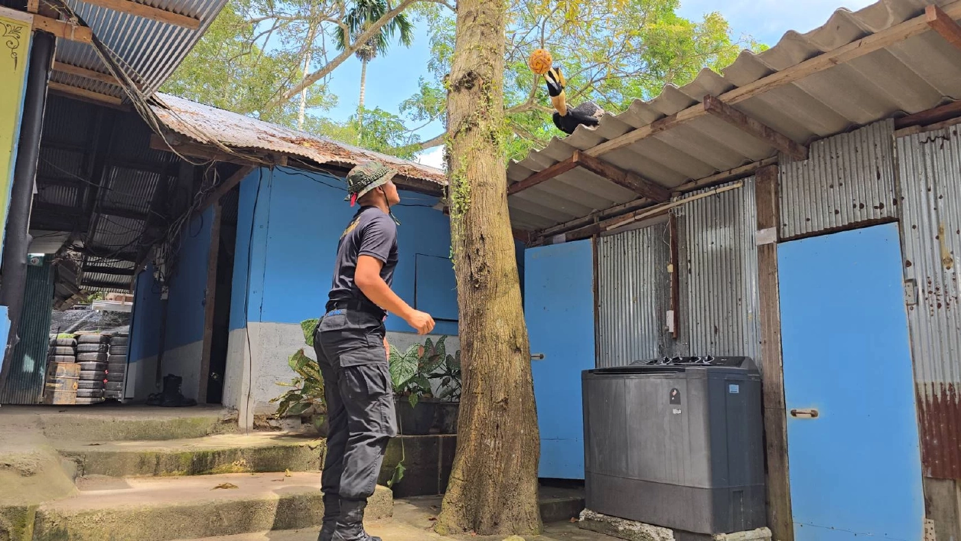 รู้จัก \"มะแอ\" นกเงือกแสนรู้ 1 เดียวในโลก ขวัญใจ ทหารพรานนาวิกโยธิน