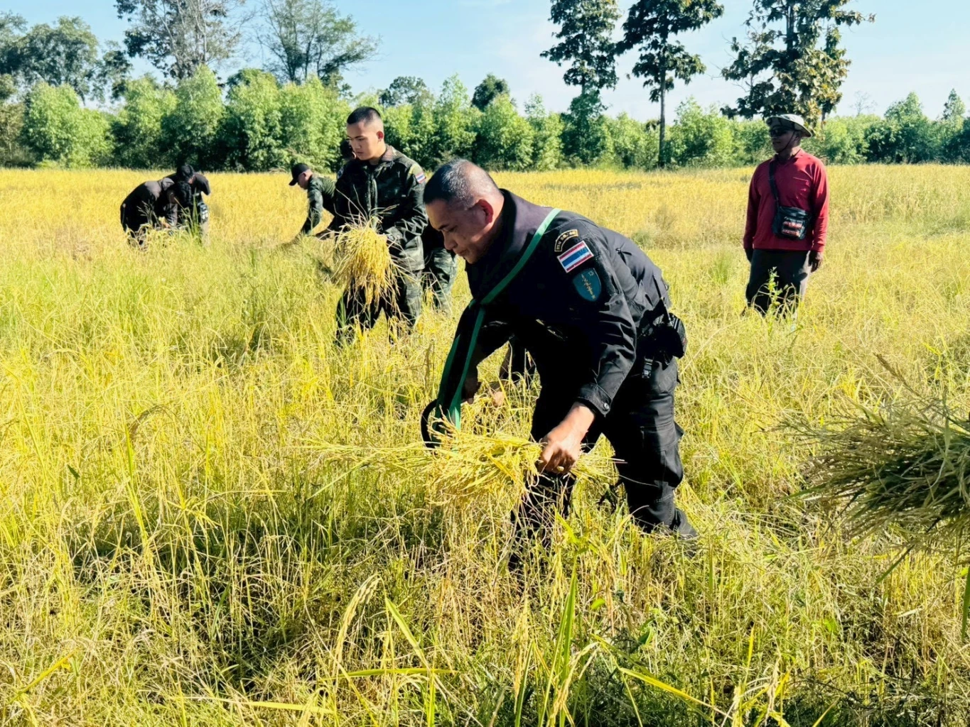 เปิดคลิป! ทหารเคียงข้างประชาชน ทุกย่างก้าวในพื้นที่อ่อนไหว ช่วยเก็บเกี่ยวข้าวอย่างปลอดภัย