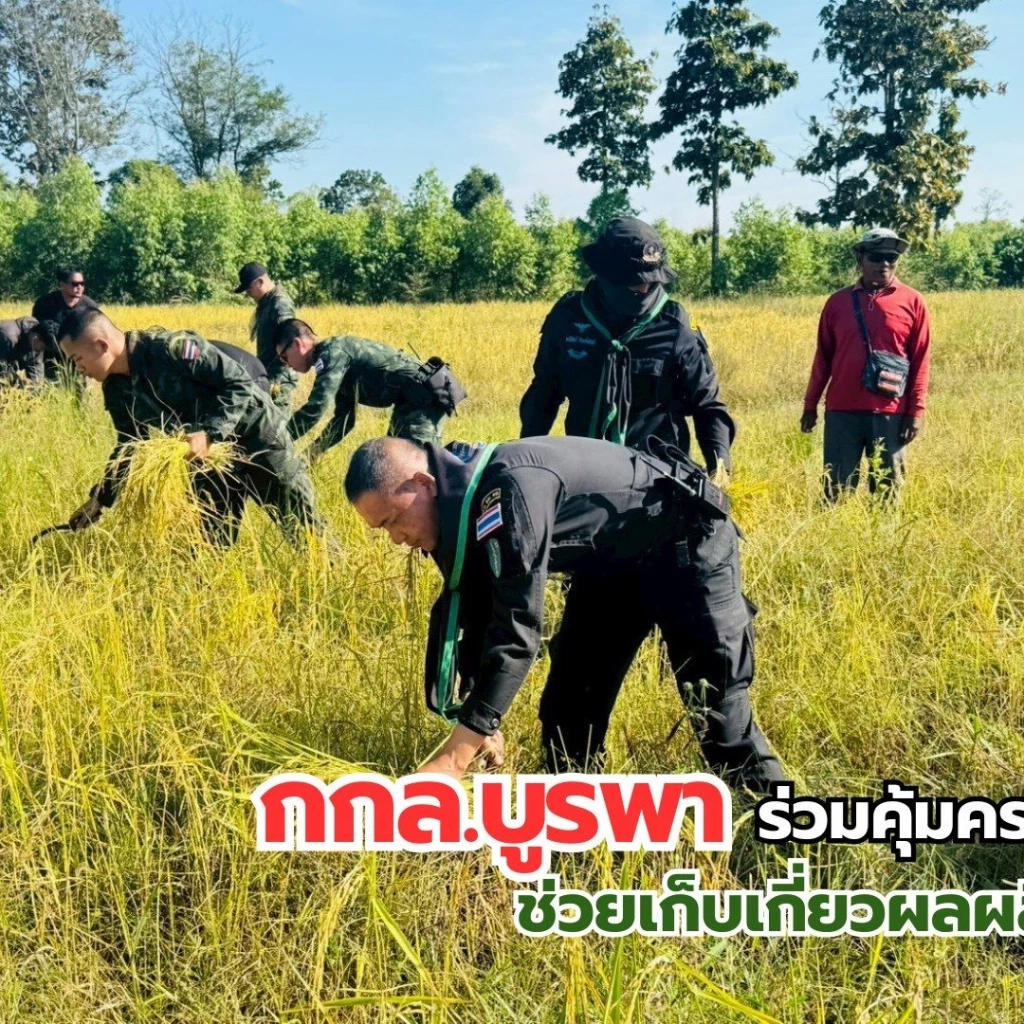 เปิดคลิป! ทหารเคียงข้างประชาชน ทุกย่างก้าวในพื้นที่อ่อนไหว ช่วยเก็บเกี่ยวข้าวอย่างปลอดภัย