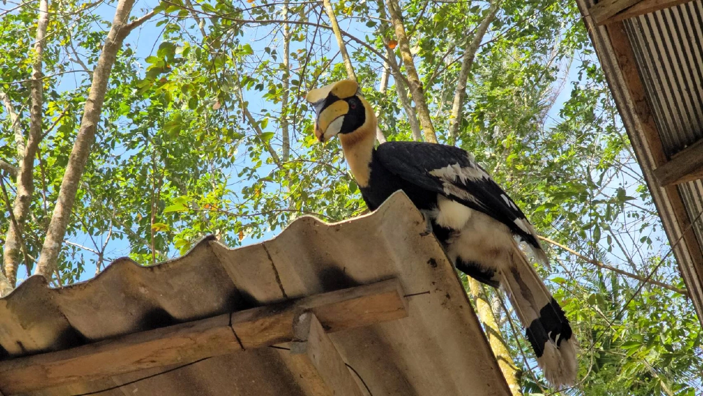 รู้จัก \"มะแอ\" นกเงือกแสนรู้ 1 เดียวในโลก ขวัญใจ ทหารพรานนาวิกโยธิน