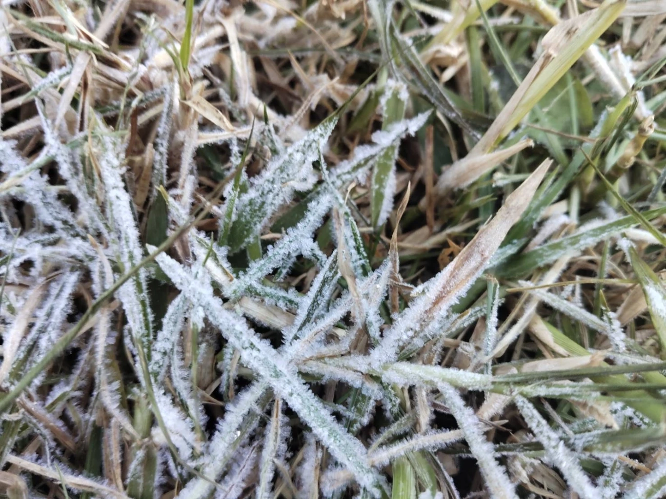 มาแล้ว “เหมยขาบ” ครั้งแรกฤดูหนาวปีนี้ ดอยอินทนนท์ อุณหภูมิลดฮวบ เหลือ 4 องศาฯ