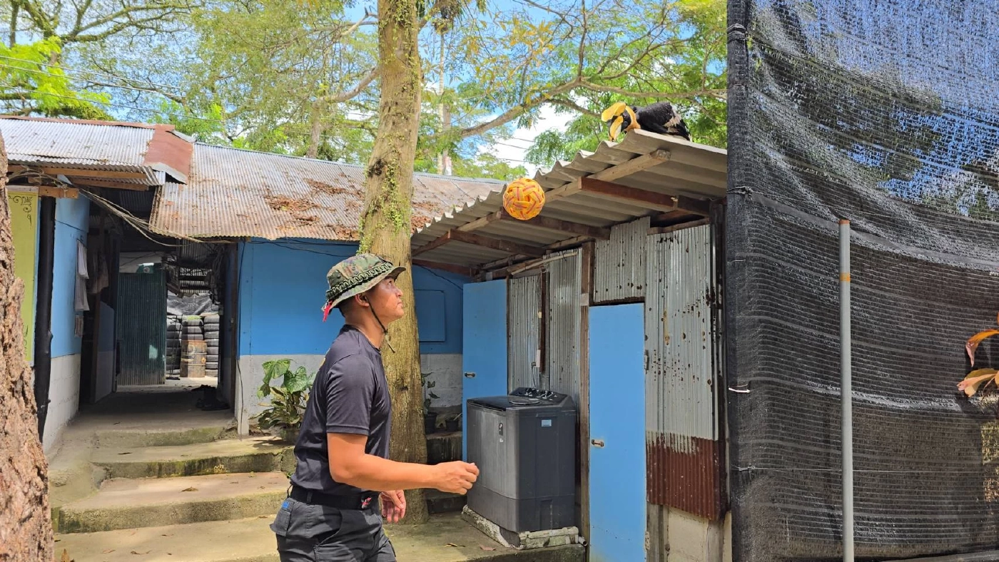 รู้จัก \"มะแอ\" นกเงือกแสนรู้ 1 เดียวในโลก ขวัญใจ ทหารพรานนาวิกโยธิน