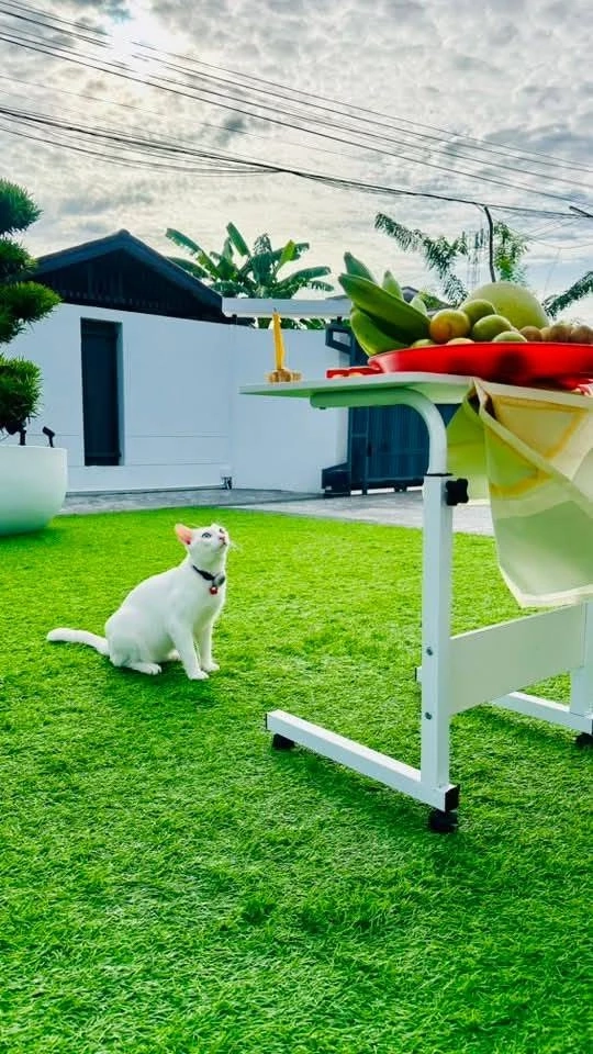 แมวขาวมณี