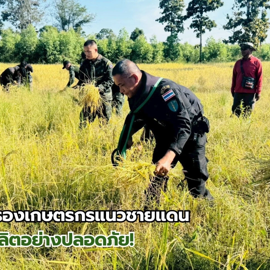 เปิดคลิป! ทหารเคียงข้างประชาชน ทุกย่างก้าวในพื้นที่อ่อนไหว ช่วยเก็บเกี่ยวข้าวอย่างปลอดภัย