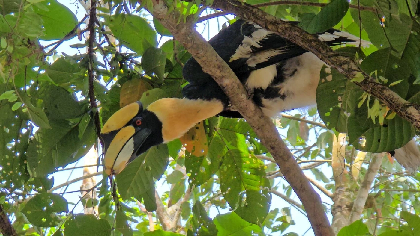 รู้จัก \"มะแอ\" นกเงือกแสนรู้ 1 เดียวในโลก ขวัญใจ ทหารพรานนาวิกโยธิน
