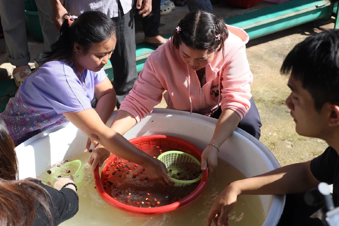 GULF พัฒนากาแฟดอยสูง: พาชุมชนมอโก้โพคี-ดอยเวียง ศึกษาดูงานโครงการดอยตุง