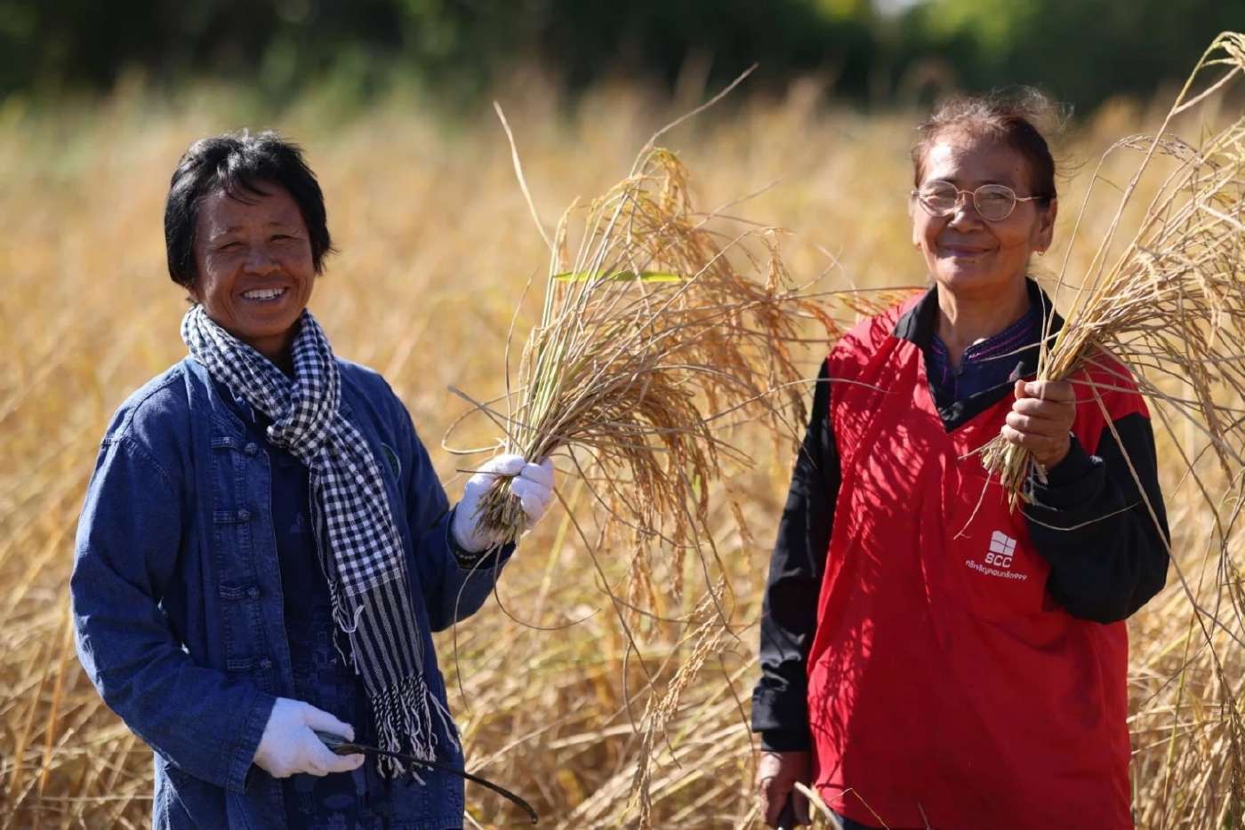 ธ.ก.ส. เปิดตัวโครงการข้าวลดโลกร้อน ลดการปล่อยก๊าซมีเทน