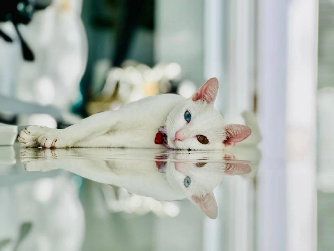 ทาสแมวเฮ! ครม.ไฟเขียว ''5 สายพันธุ์แมวไทย'' เป็นเอกลักษณ์ประจำชาติ