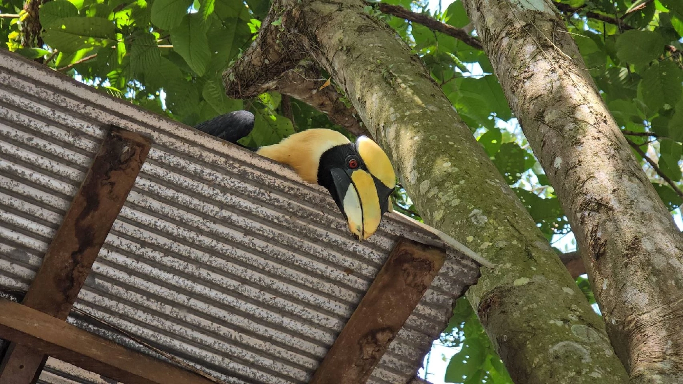 รู้จัก \"มะแอ\" นกเงือกแสนรู้ 1 เดียวในโลก ขวัญใจ ทหารพรานนาวิกโยธิน