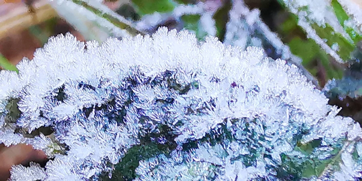 มาแล้ว “เหมยขาบ” ครั้งแรกฤดูหนาวปีนี้ ดอยอินทนนท์ อุณหภูมิลดฮวบ เหลือ 4 องศาฯ