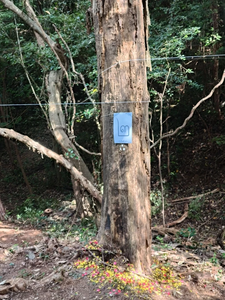 บวงสรวงตัด “ไม้จันทน์หอม” สร้างพระโกศจันทน์ - พระหีบจันทน์