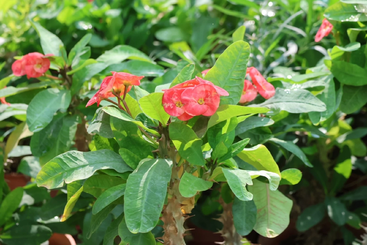 พาณิชย์สบช่องทางดันพันธุ์ไม้ไทย บริการรับจัดสวน บุกตลาดซาอุฯ