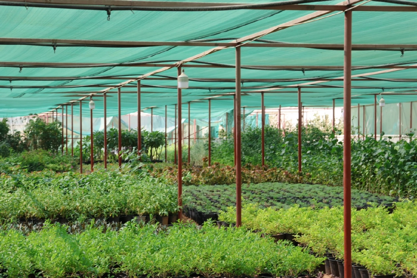 พาณิชย์สบช่องทางดันพันธุ์ไม้ไทย บริการรับจัดสวน บุกตลาดซาอุฯ