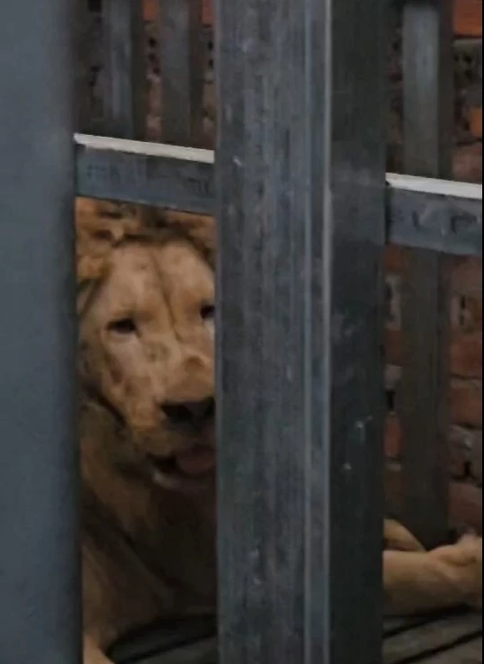 นย.บุกกาสิโน "ทมอดา" ช่วย "สิงโต-หมี" เจ้าของหนีเหตุปะทะชายแดนทิ้งหิวโซหลายวัน (มีคลิป)