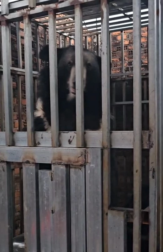 นย.บุกกาสิโน "ทมอดา" ช่วย "สิงโต-หมี" เจ้าของหนีเหตุปะทะชายแดนทิ้งหิวโซหลายวัน (มีคลิป)