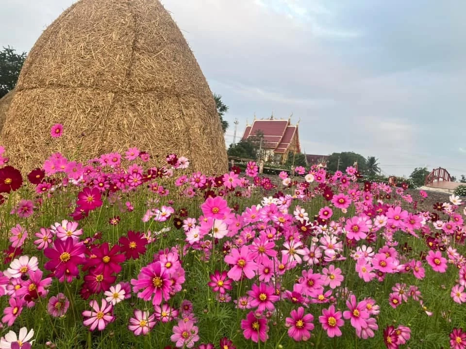 อลังการไฟล้านดวง! ชวนเที่ยวงาน ทำบุญ "วัดสระจันทร์" รับปีใหม่