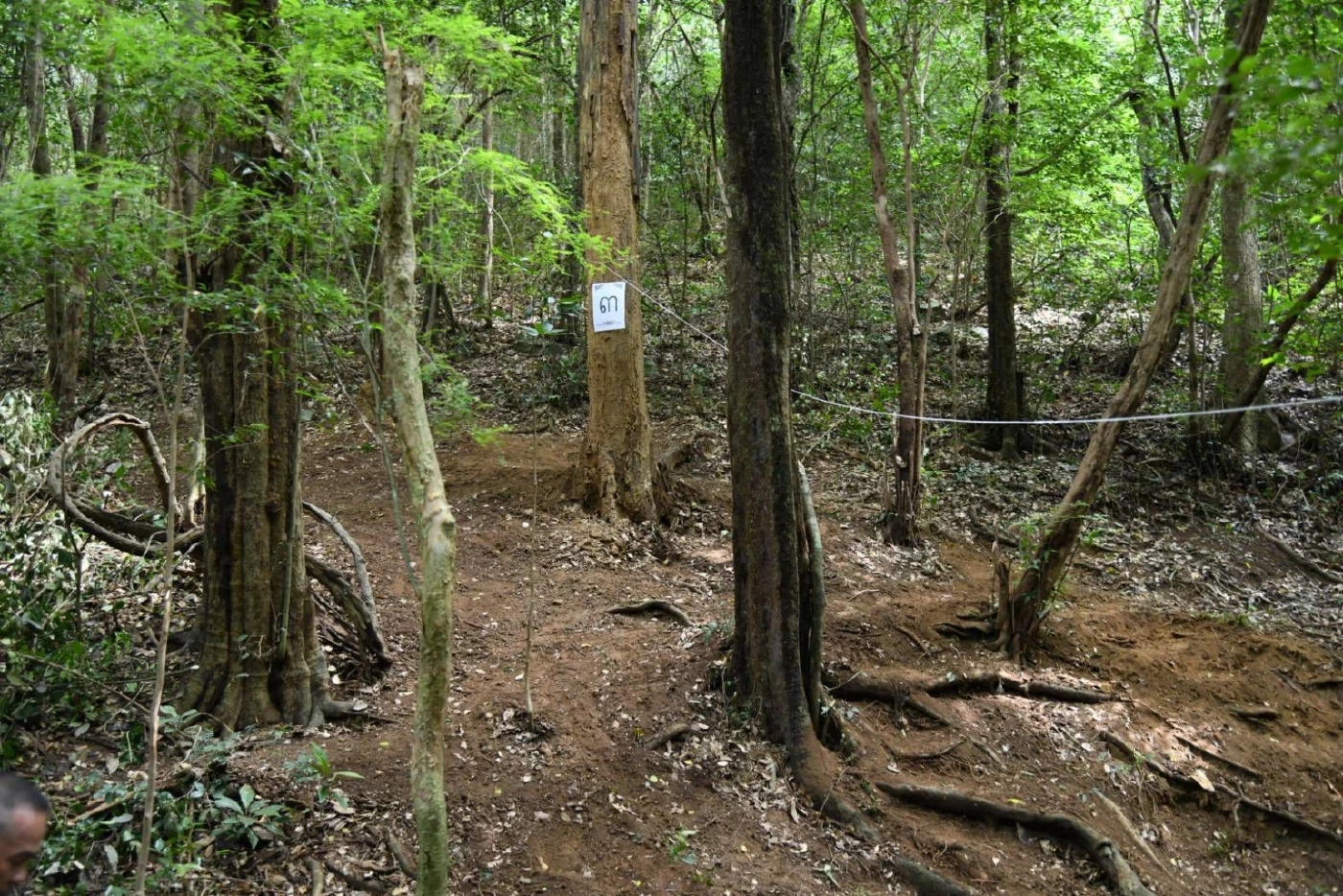 บวงสรวงตัด “ไม้จันทน์หอม” สร้างพระโกศจันทน์ - พระหีบจันทน์