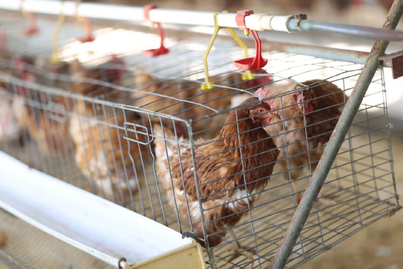 ธ.ก.ส. หนุนสร้างเยาวชนสู่ภาคการเกษตร ผ่านโรงเรียนเกษตรธนากร