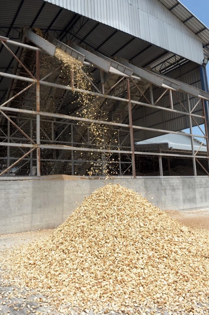 พาณิชย์ปลื้มส่งออกมันสำปะหลังทะลุเป้า 8.25 ล้านตัน  เพิ่มขึ้น 26%