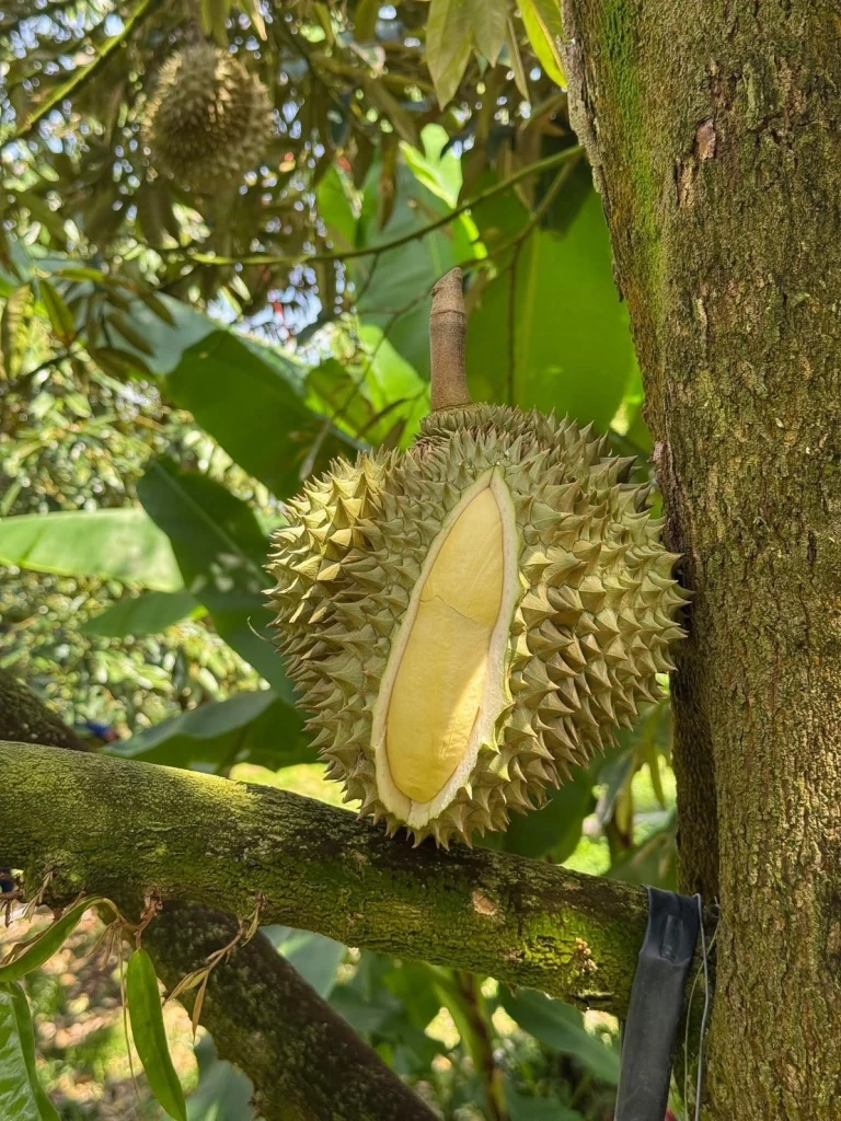 พาณิชย์เกาะติดผลผลิตทุเรียนไทย ปั้นภาพลักษณ์ดันรายได้เกษตรกร