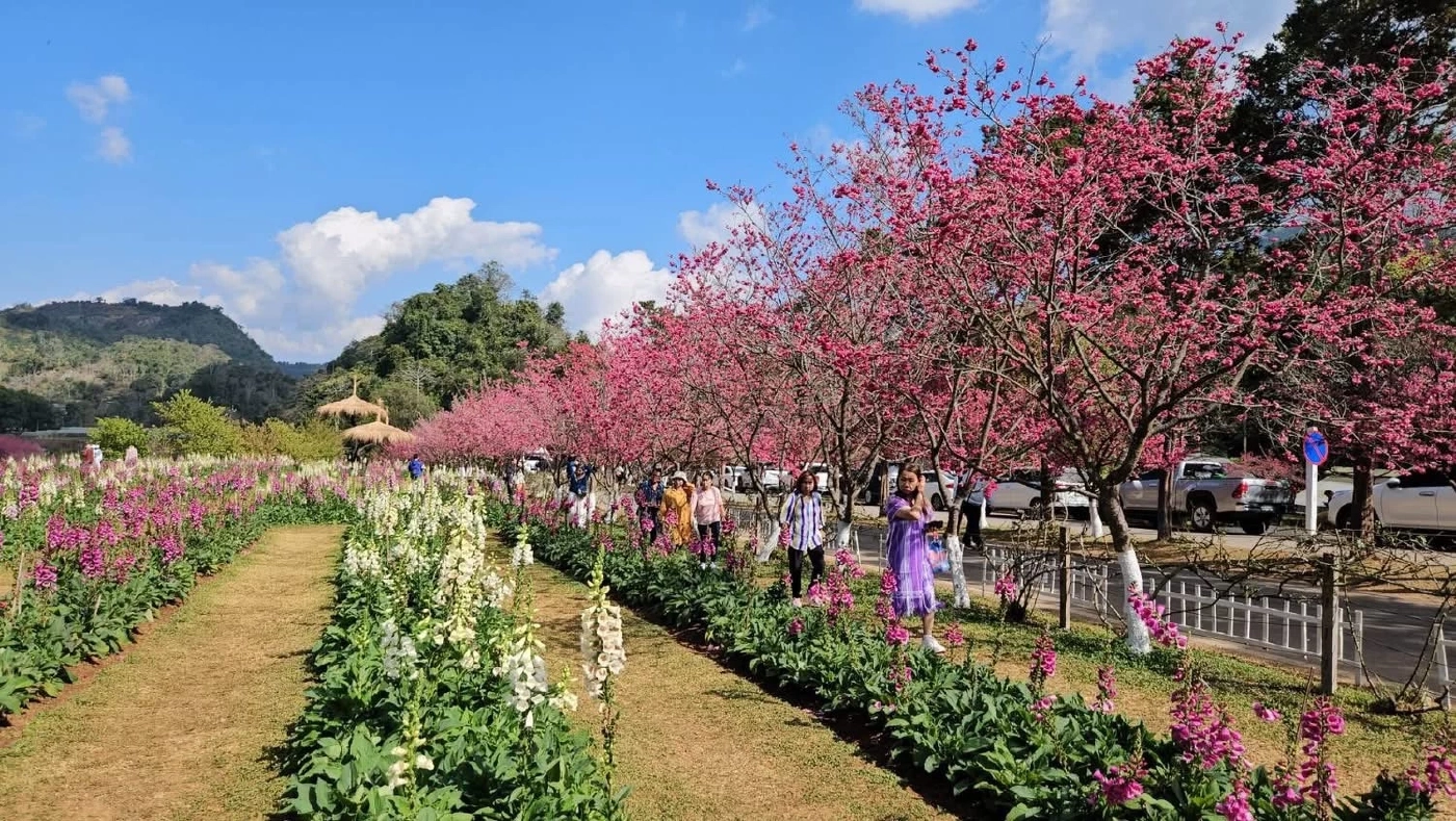 ชมความงามของ "ดอกซากุระญี่ปุ่นแท้" ที่ดอยอ่างขาง จ.เชียงใหม่