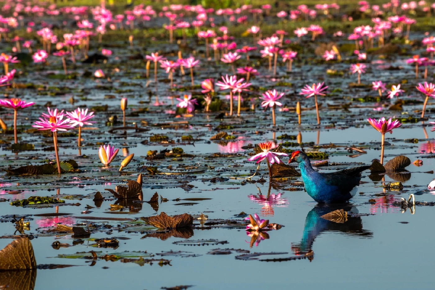 ปรากฏการณ์ LISA Effect ปลุกท่องเที่ยวอุดรฯ ทะเลบัวแดงคึกคัก