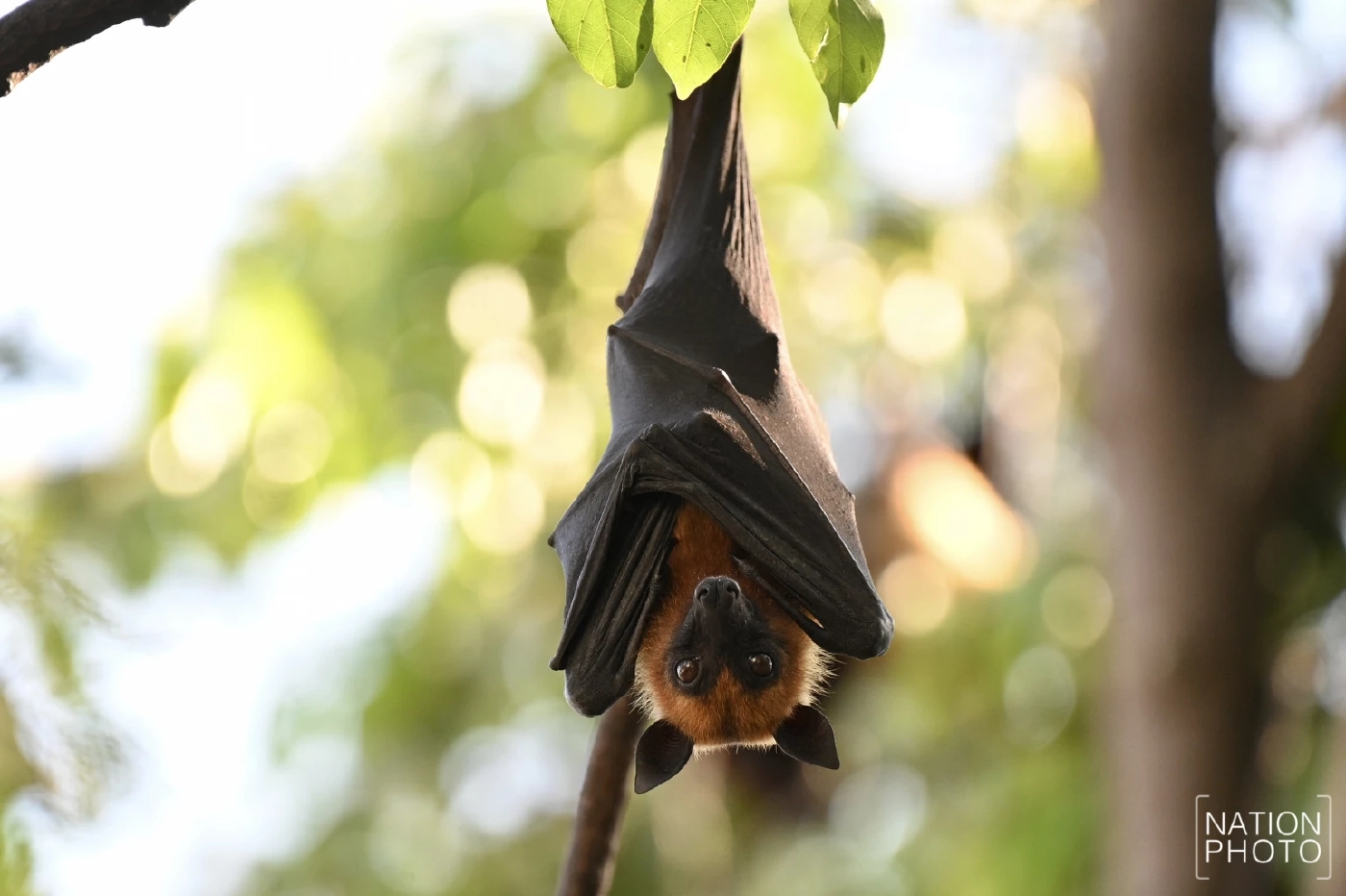 หมอยง ไขข้อสงสัยไวรัสนิปาห์ กับความเสี่ยงแพร่ระบาดในประเทศไทย