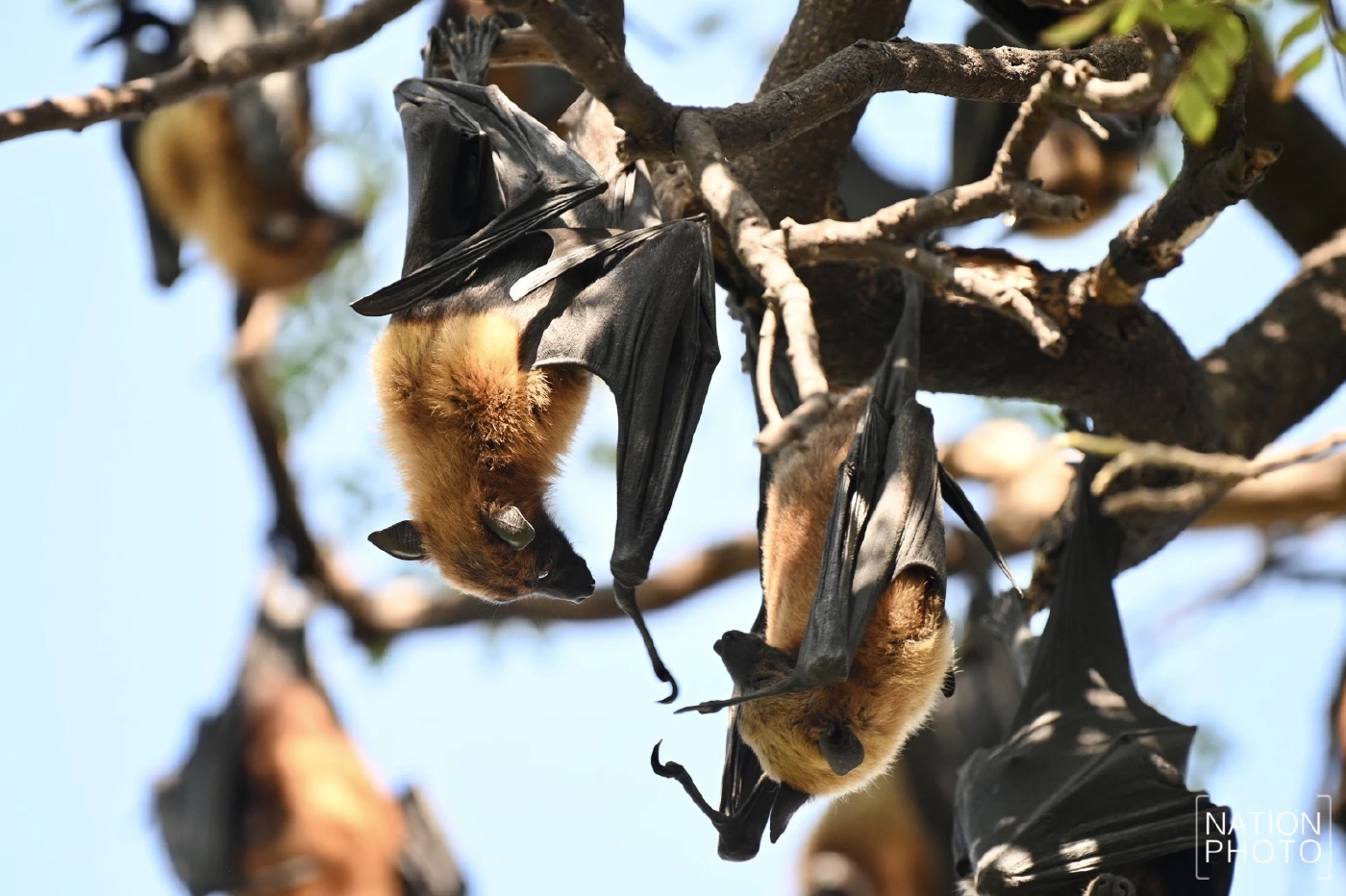 หมอยง ไขข้อสงสัยไวรัสนิปาห์ กับความเสี่ยงแพร่ระบาดในประเทศไทย