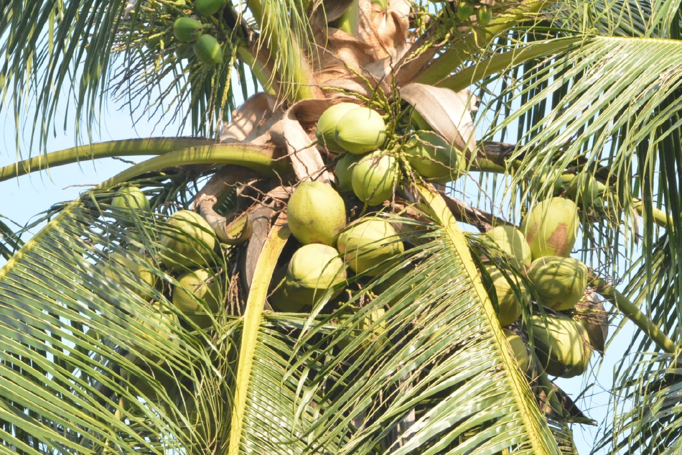 พาณิชย์เร่งช่วยเกษตรกรมะพร้าวน้ำหอม กระจายผลผลิต 2 แสนลูก