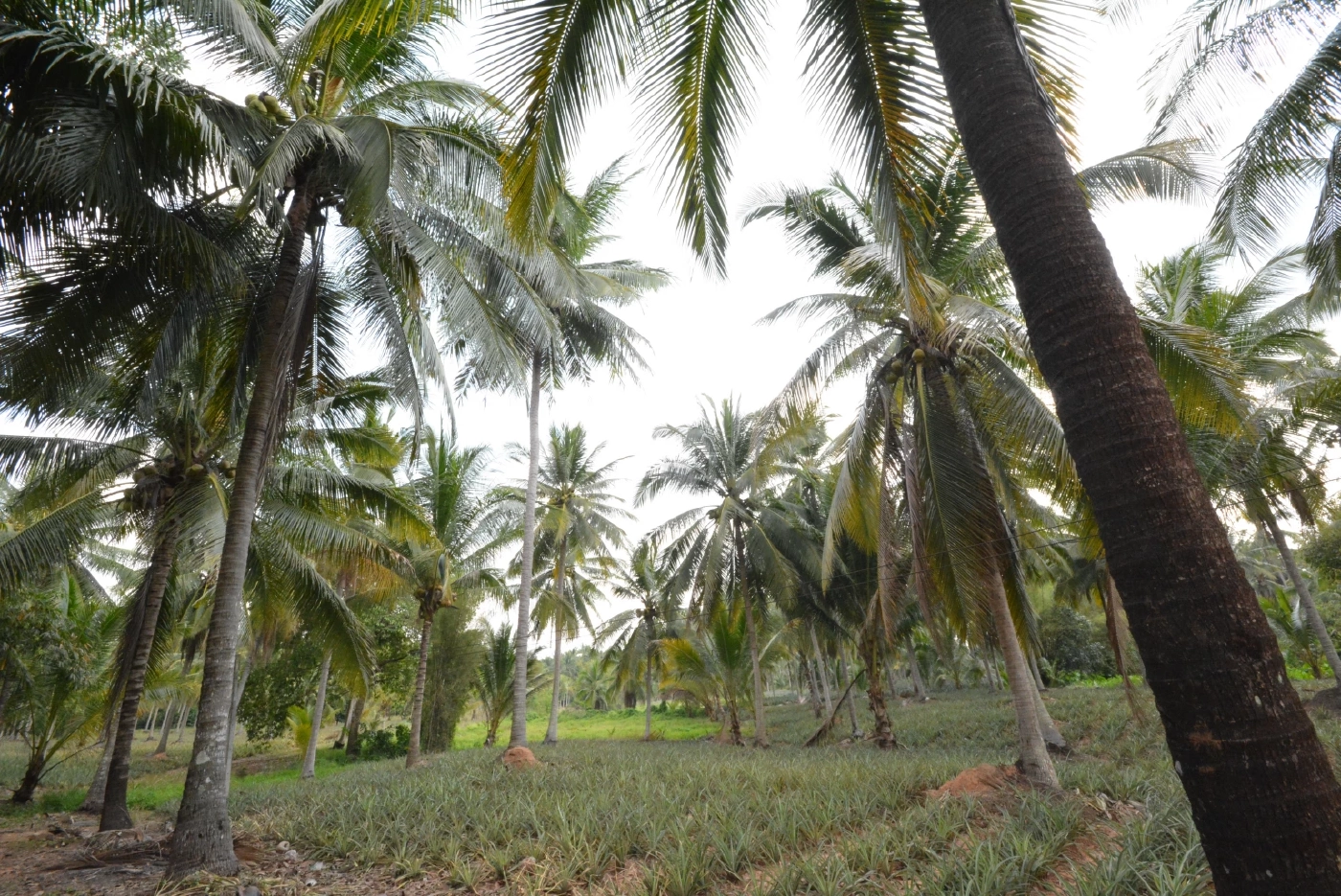 พาณิชย์เร่งช่วยเกษตรกรมะพร้าวน้ำหอม กระจายผลผลิต 2 แสนลูก