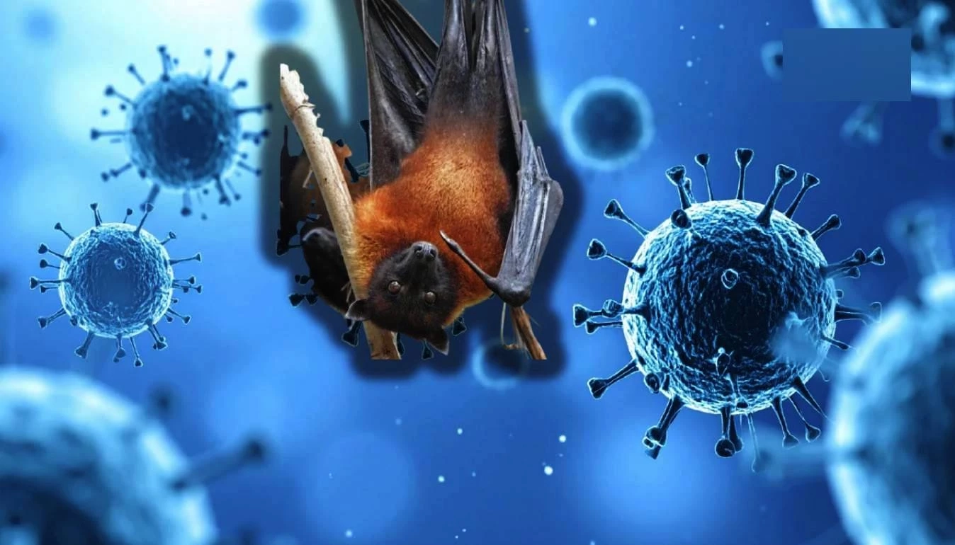 หยุดแชร์! "ไทยพบผู้ป่วยนิปาห์ 6 ราย" ไม่เป็นความจริง "ข่าวปลอม"