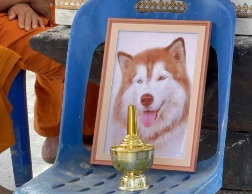 เปิดโฉม! ชายวัย 56 ปี สารภาพสิ้น ลงมือราดน้ำมันทำร้าย "มอลลี่" ไซบีเรียนทั้งเป็น