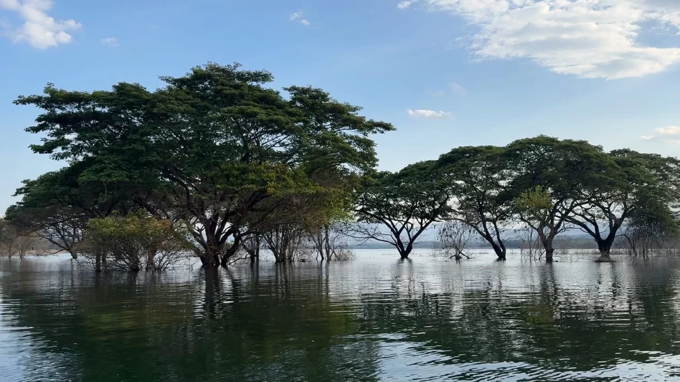 เที่ยว “แก่งก้อ” ชมวัดจมน้ำและต้นฉำฉายักษ์ อันซีนแห่งใหม่ลำพูน