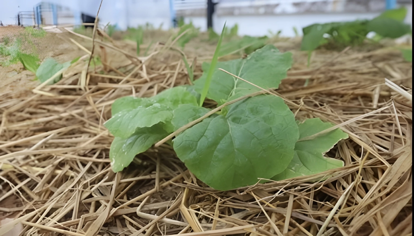"เลขาฯ ศอ.บต." กางแผนรื้อกฎหมาย! ชี้ต้องเป็น "ทางเดิน" ไม่ใช่ "โซ่ตรวน" พันธนาการคนใต้