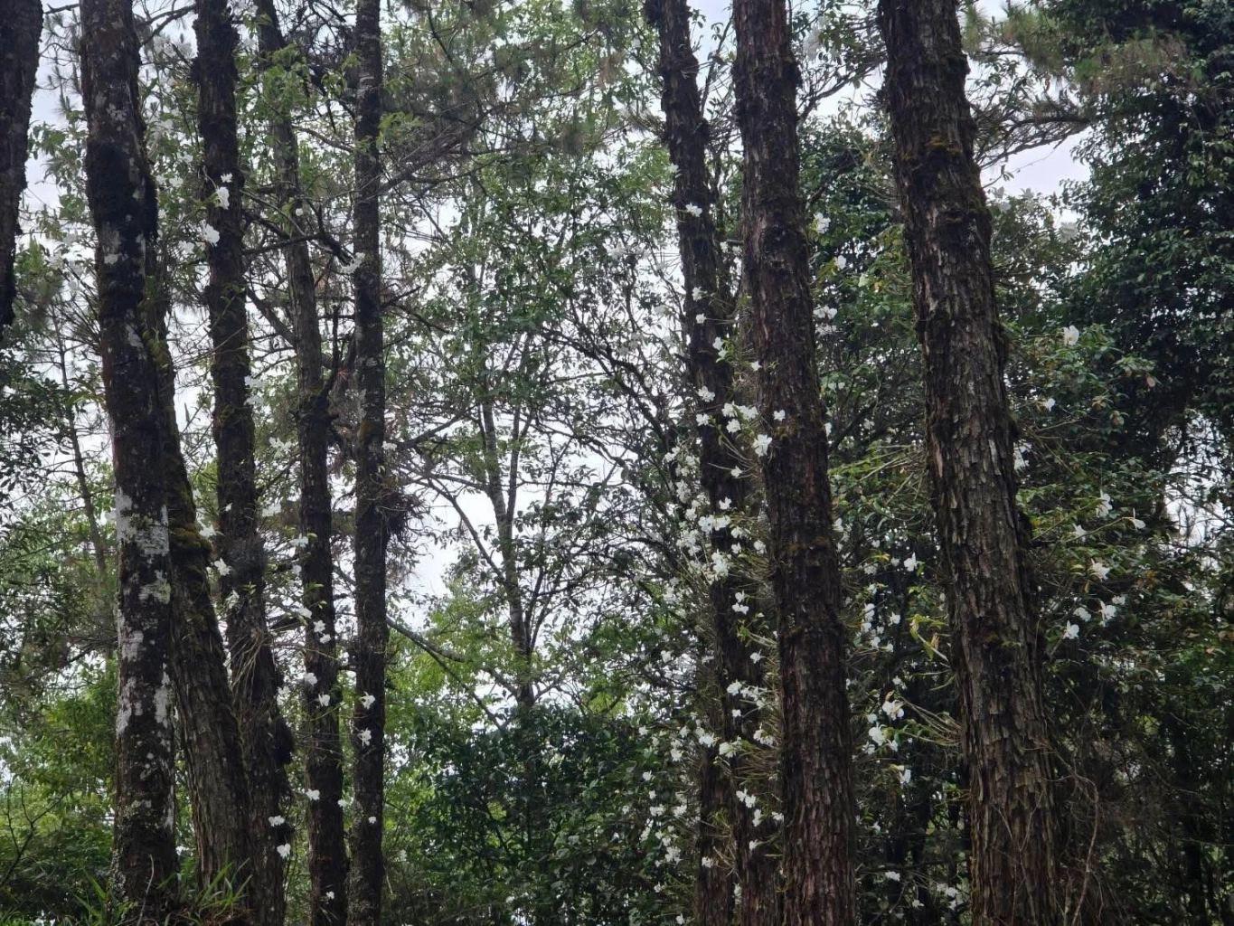 "เอื้องเงินหลวง" กล้วยไม้ป่าหายากบานสะพรั่ง รับหน้าร้อนที่ อช.ห้วยน้ำดัง