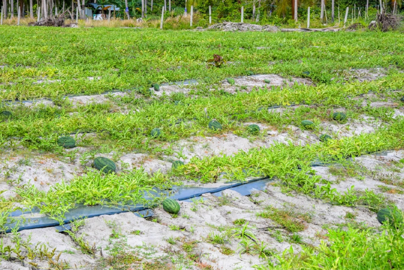 "แตงโมน้ำบ่อ" ปะนาเระ: เมื่อที่ดินรัฐแปลงเป็นทุน เปลี่ยนหยาดเหงื่อเป็นเงินแสน