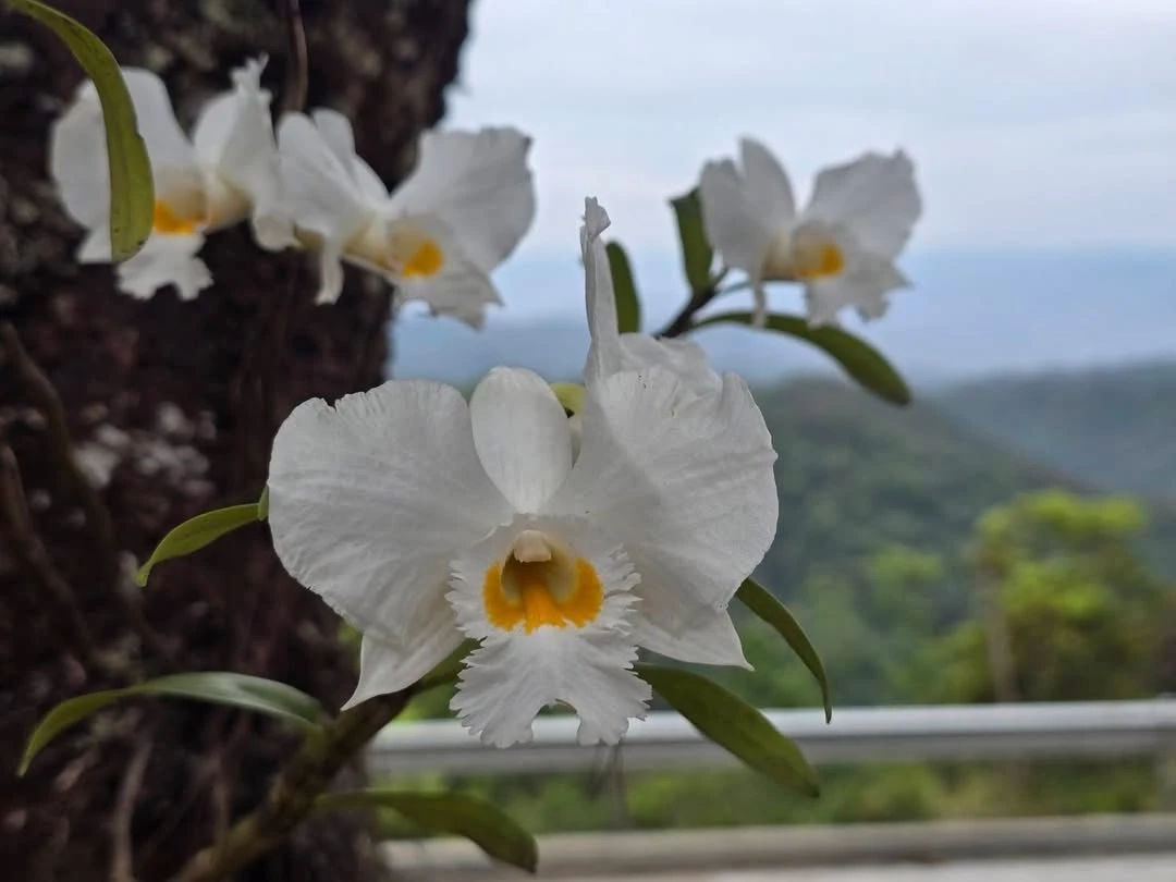 "เอื้องเงินหลวง" กล้วยไม้ป่าหายากบานสะพรั่ง รับหน้าร้อนที่ อช.ห้วยน้ำดัง