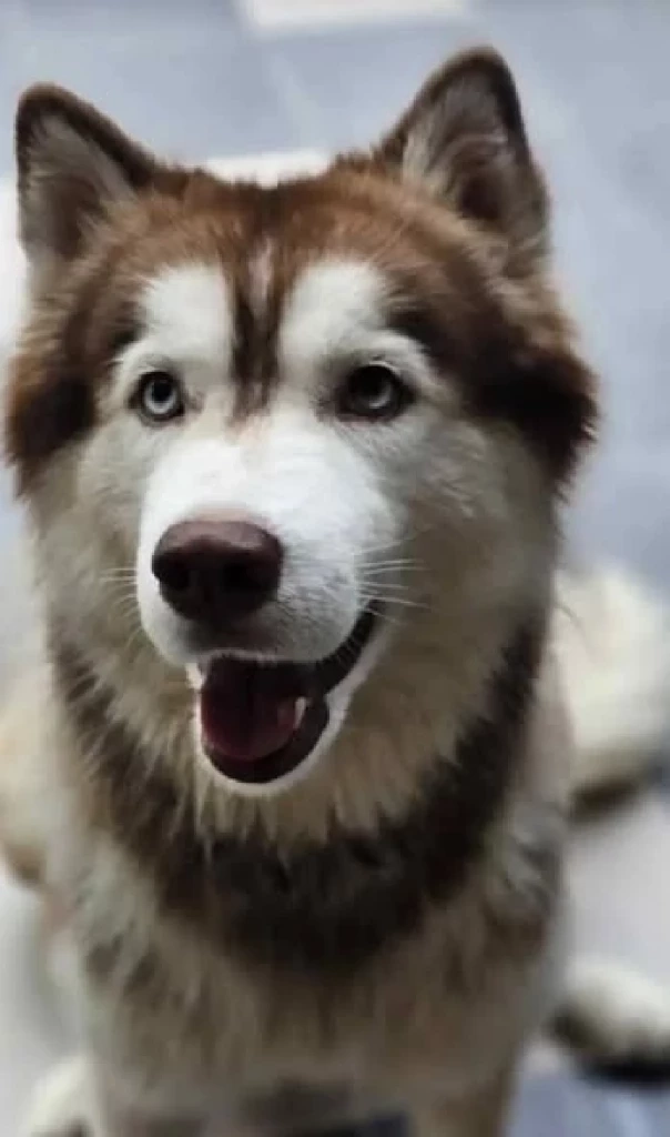 รวบแล้วคนทำร้าย “มอลลี่” จนเสียชีวิต ชาวเน็ตขอให้เอาผิดสูงสุด