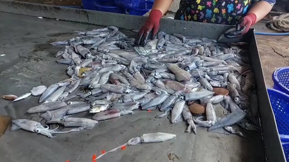 ประมงกระบี่อั้นไม่ไหวน้ำมันเขียวพุ่งลิตรละ 35 อาหารทะเลจ่อขยับราคา