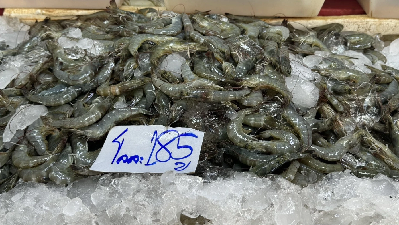 วิกฤตน้ำมัน ทำปูม้าพุ่งโลละ 850! แม่ค้าปากน้ำโอด กว่าจะได้ขายวิ่งหาน้ำมัน 7 ปั๊ม