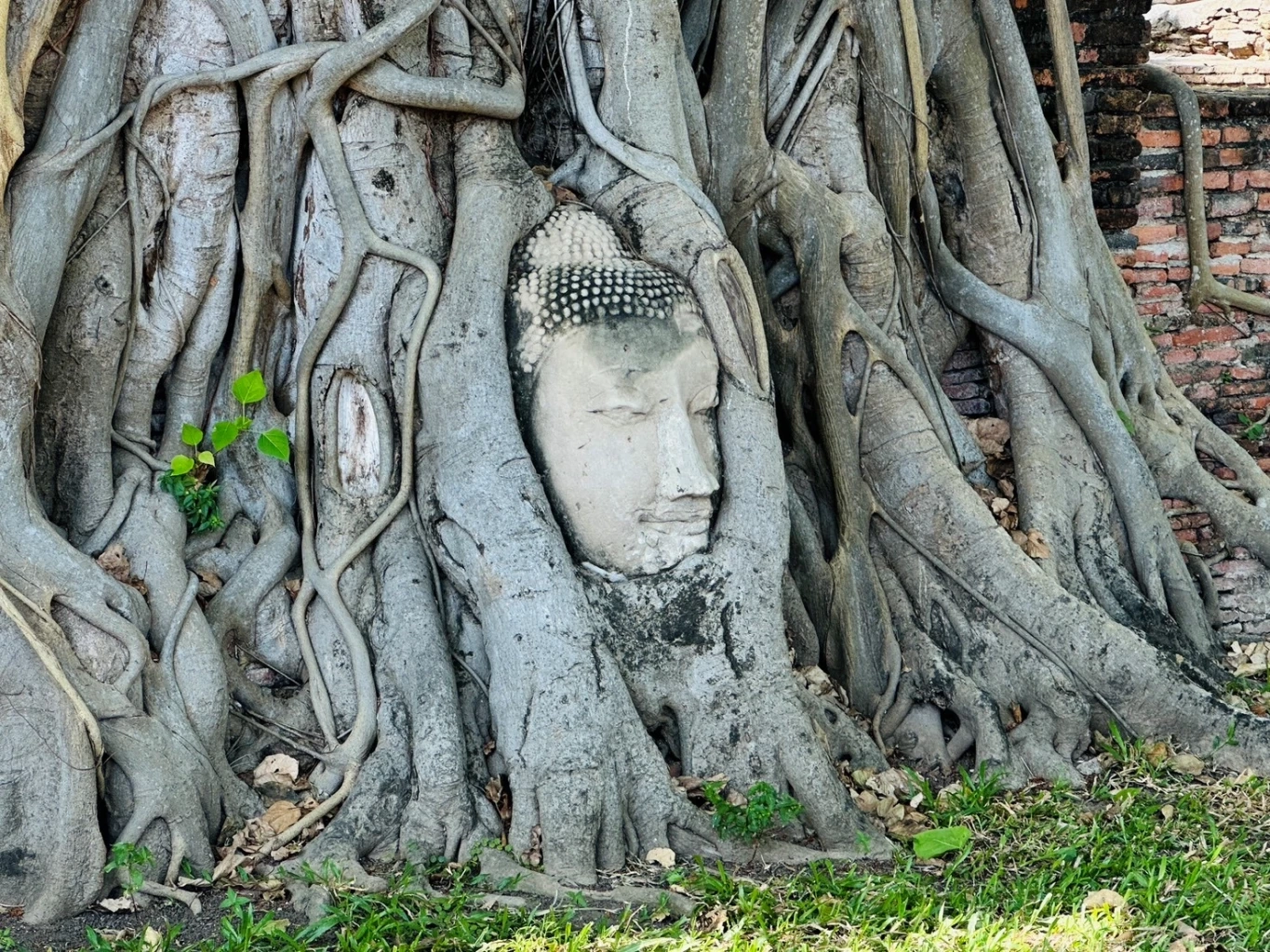 “เศียรพระในรากไม้” ที่วัดมหาธาตุ ภายในอุทยานประวัติศาสตร์พระนครศรีอยุธยา