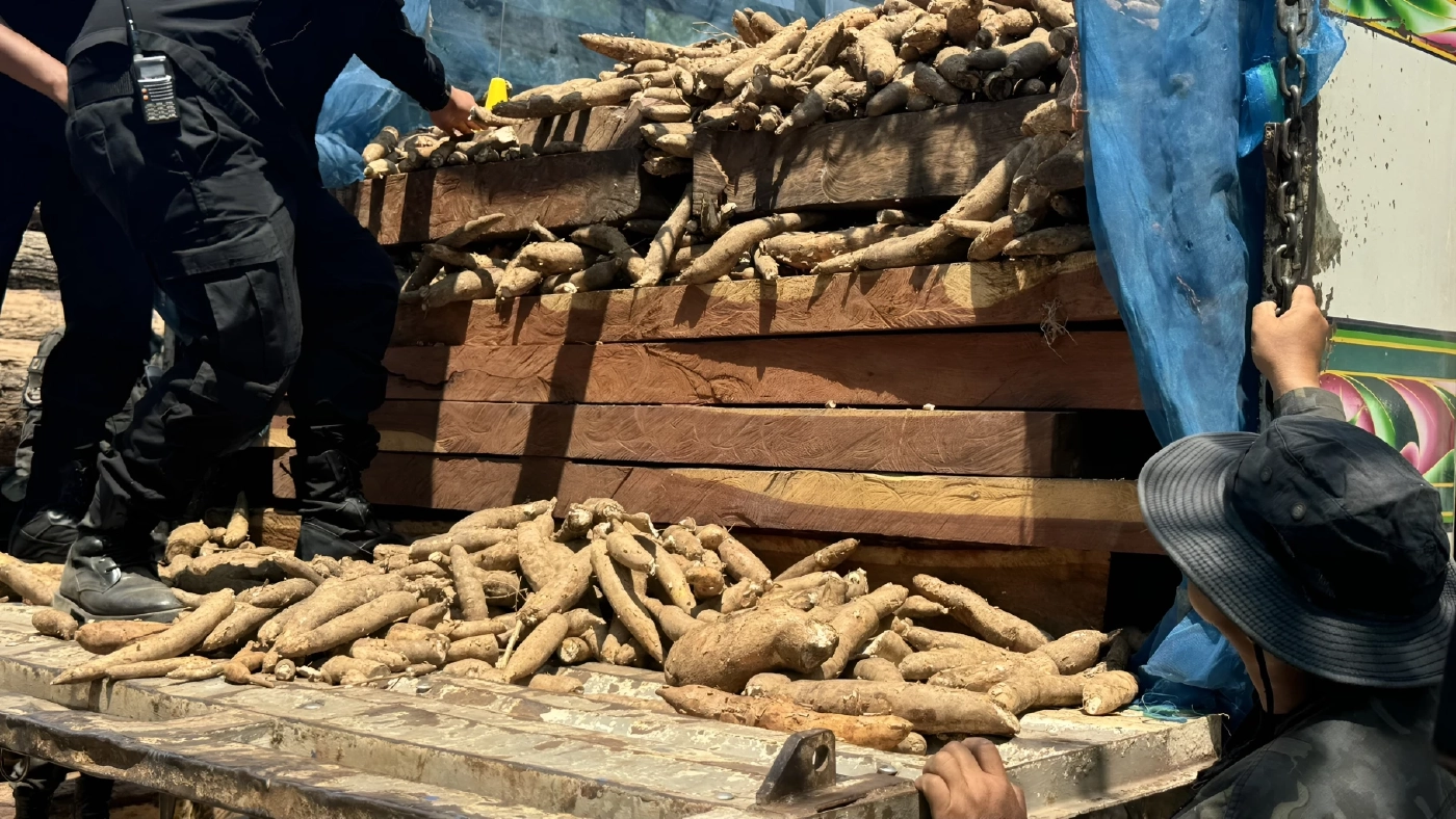 ทลายโกดัง ขบวนการ "ค้าไม้ข้ามชาติ" ส่งขายให้คนจีน มูลค่านับพันล้าน