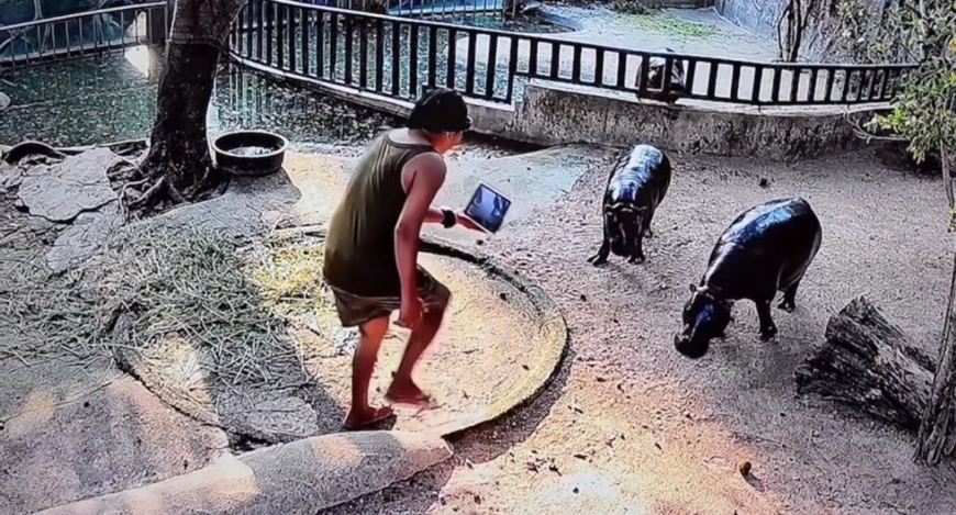 ดรามาสนั่น นักท่องเที่ยวหิวคอนเทนต์ โดดลงบ่อ "หมูเด้ง"