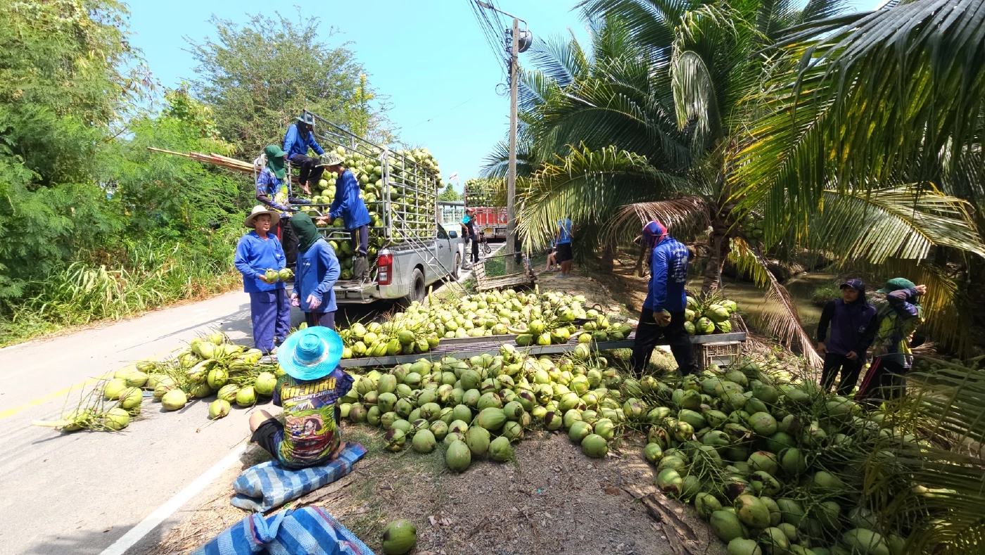 น้ำมันหายาก! ทางรอดสุดท้าย "โซล่าร์เซลล์" ช่วยชีวิตเกษตรกร (มีคลิป)