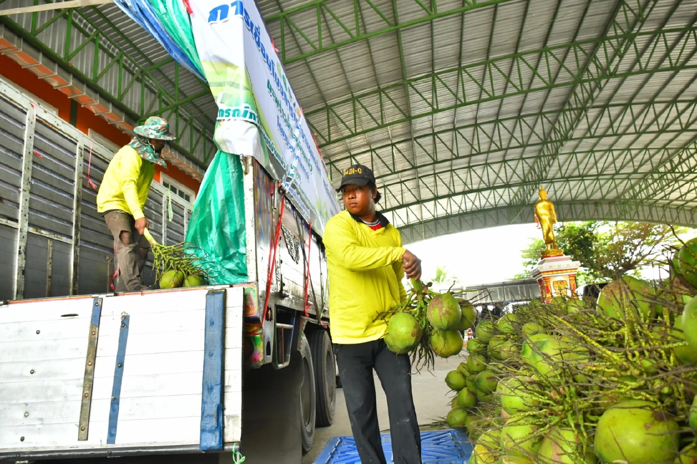 "สหกรณ์"หนุนแนวคิด "ล้งกลาง" มะพร้าวน้ำหอม ปลดแอกถูกกดราคา